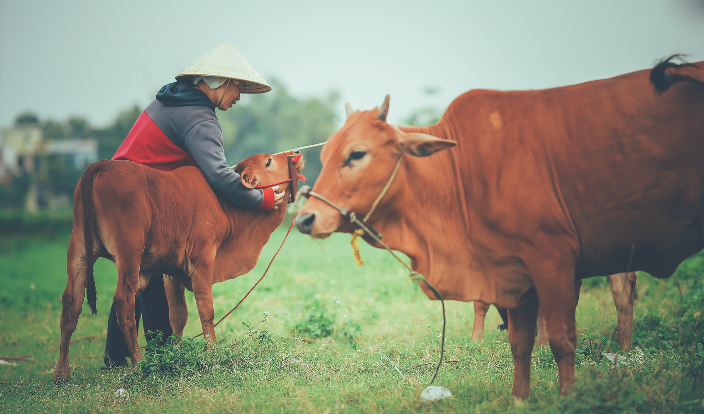 Image of cows and a farmer