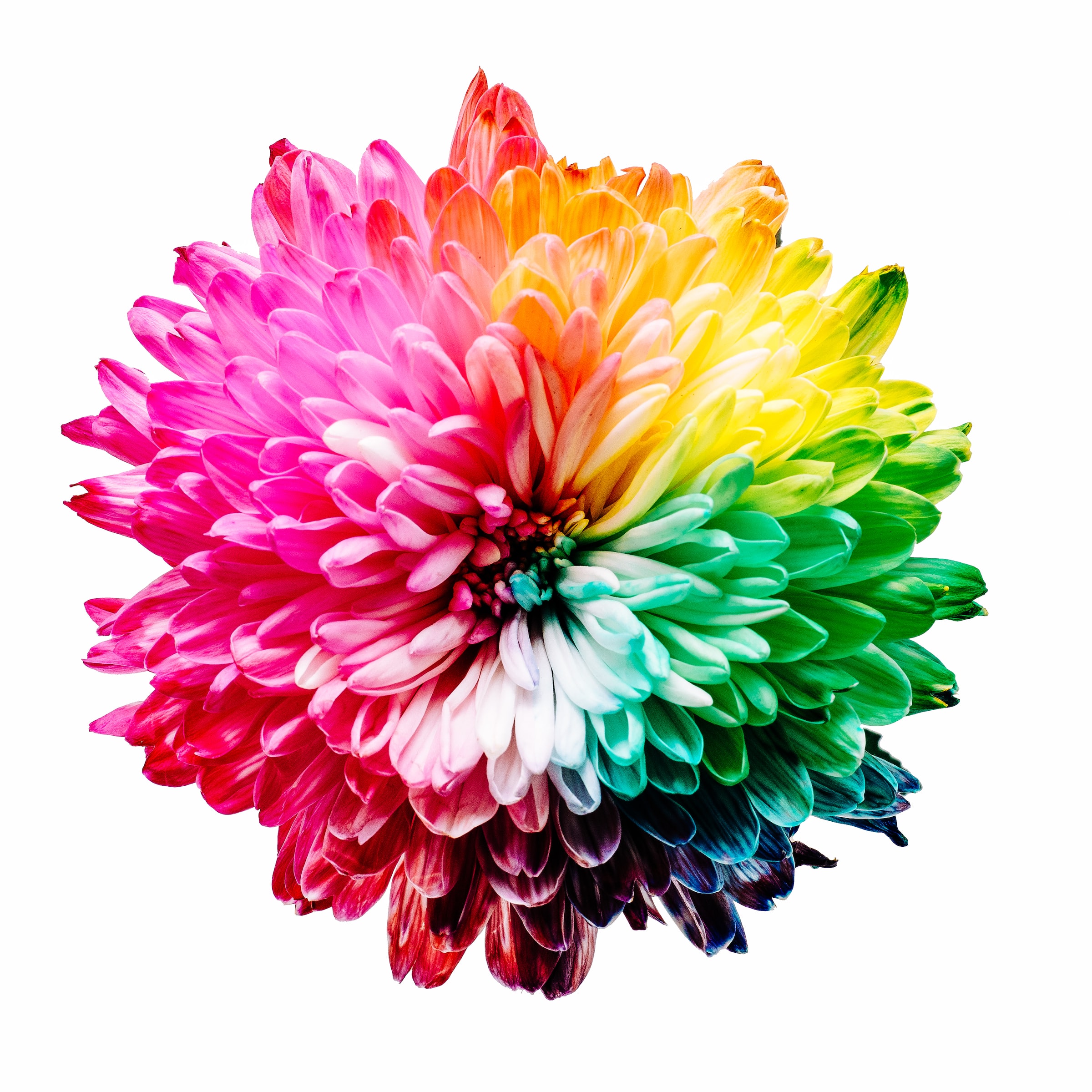 multi-coloured flower