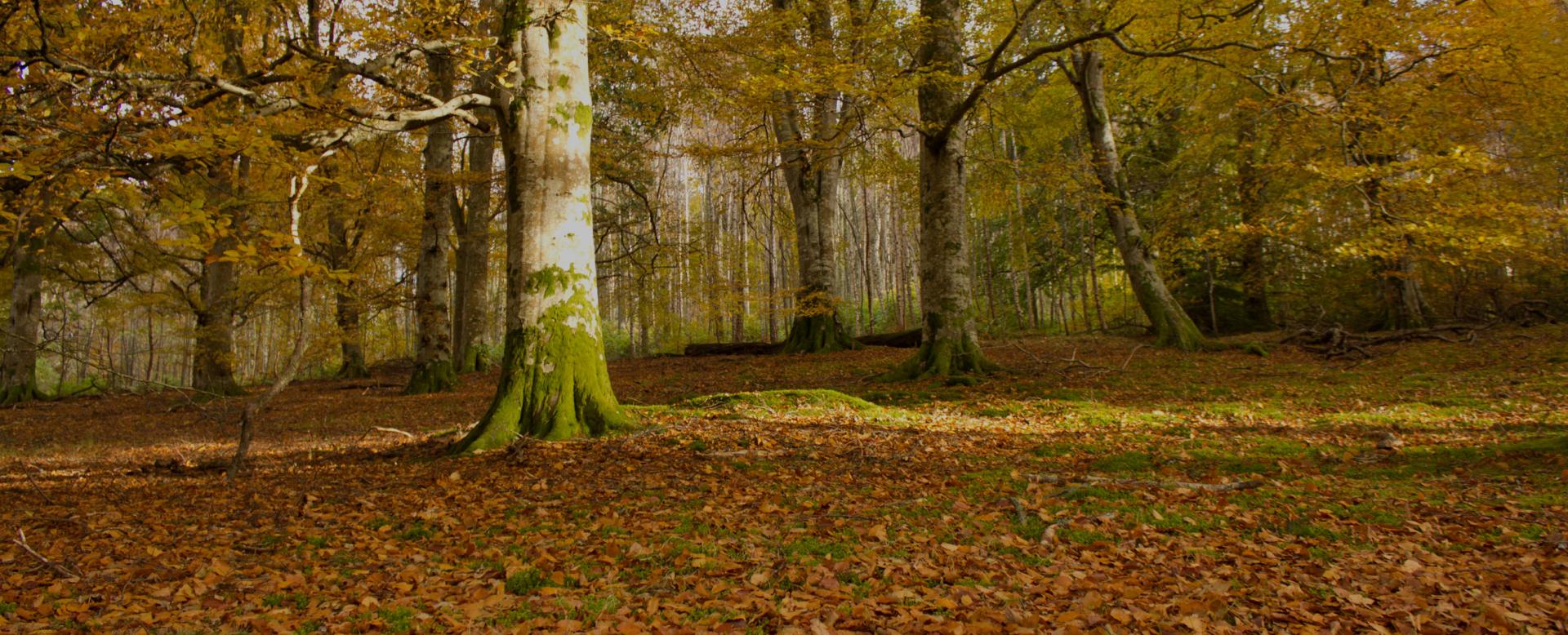 forest background