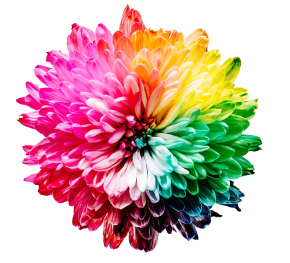 multi-coloured flower