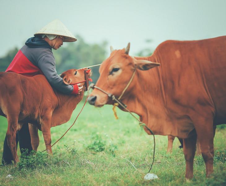 Image of cows and a farmer