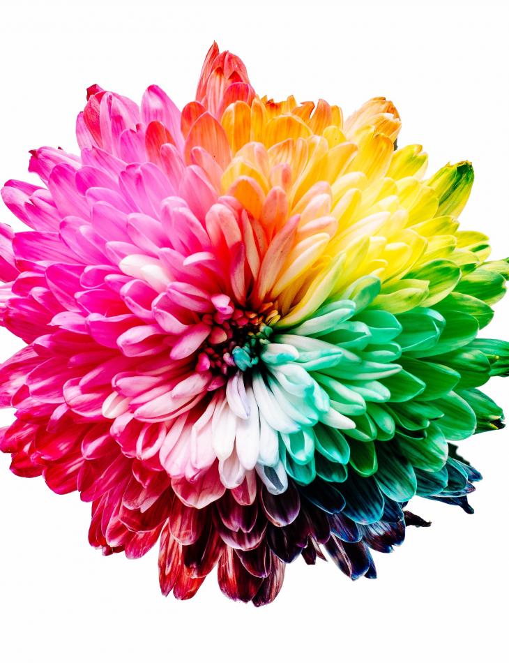 multi-coloured flower